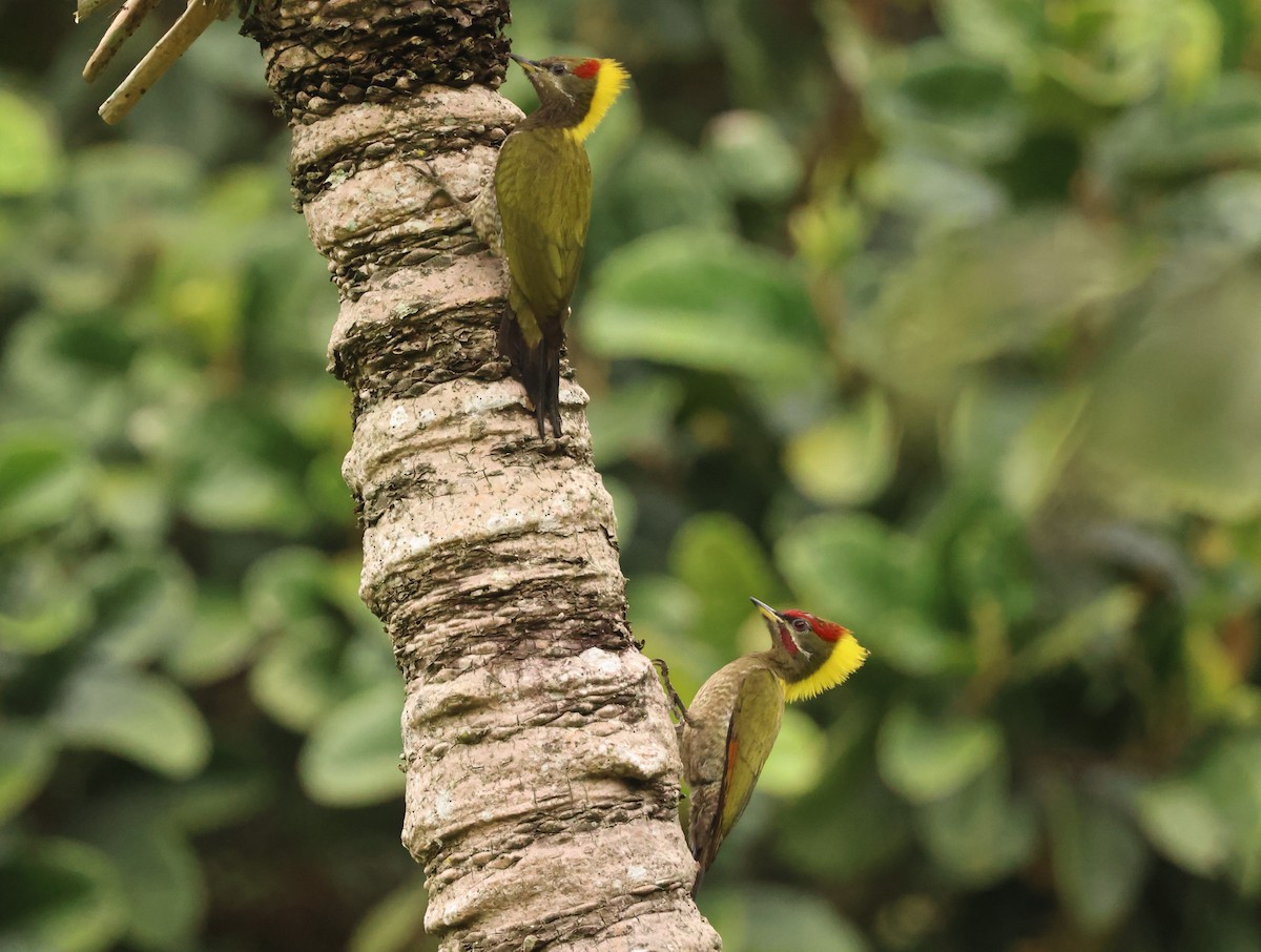 Lesser Yellownape - ML647606569