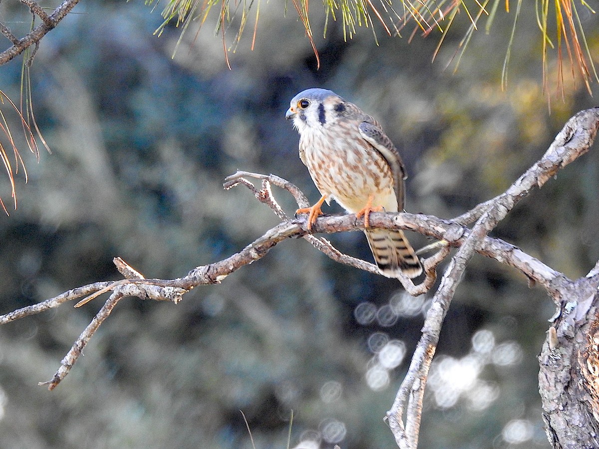 American Kestrel - ML647606570