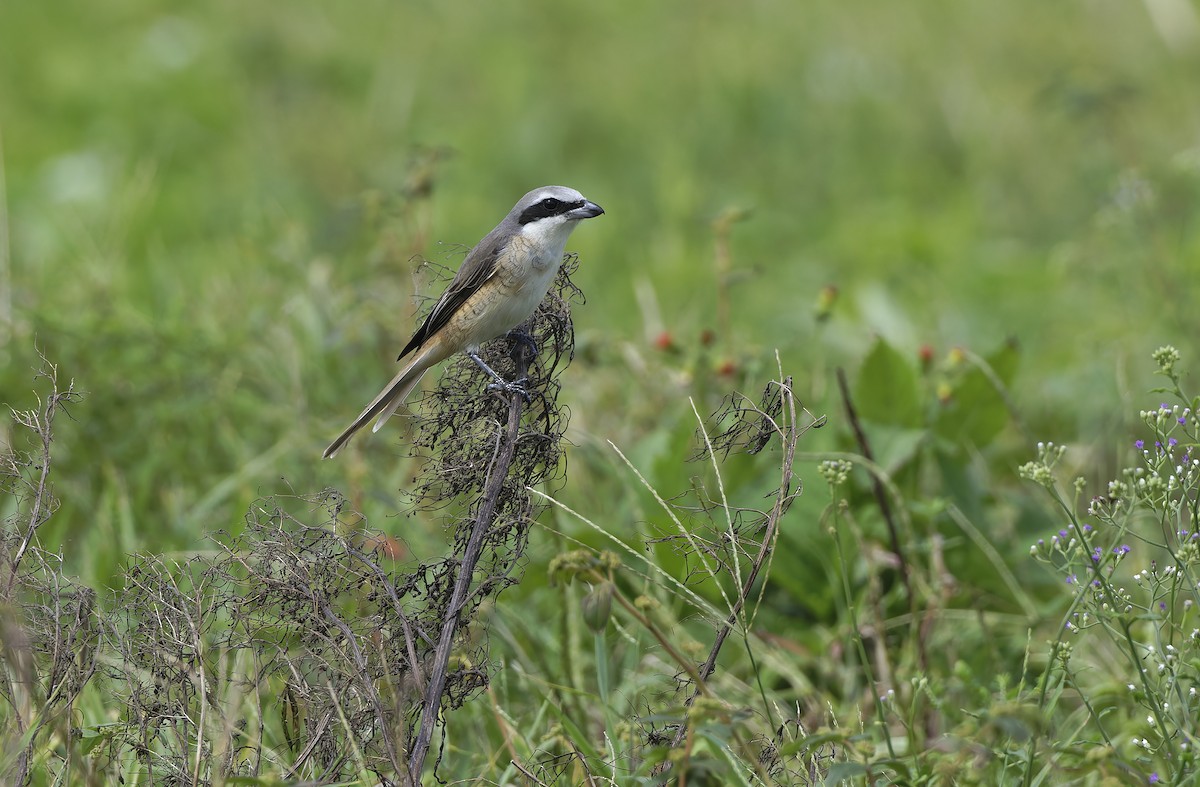 Brown Shrike - ML647606571