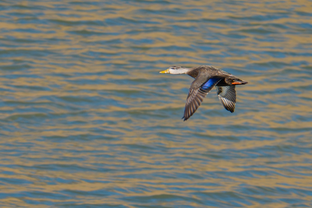 American Black Duck - ML647606574