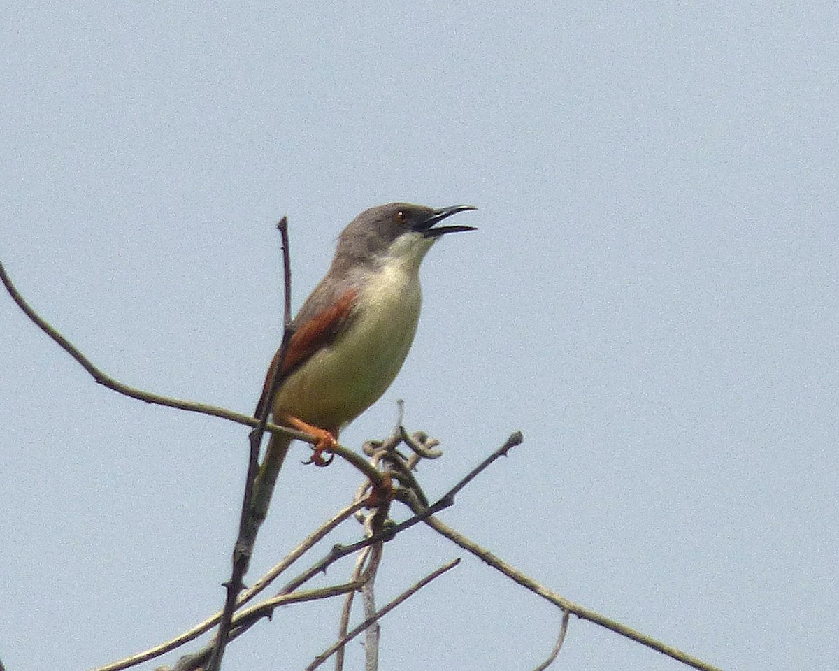 Red-winged Prinia - ML647606577