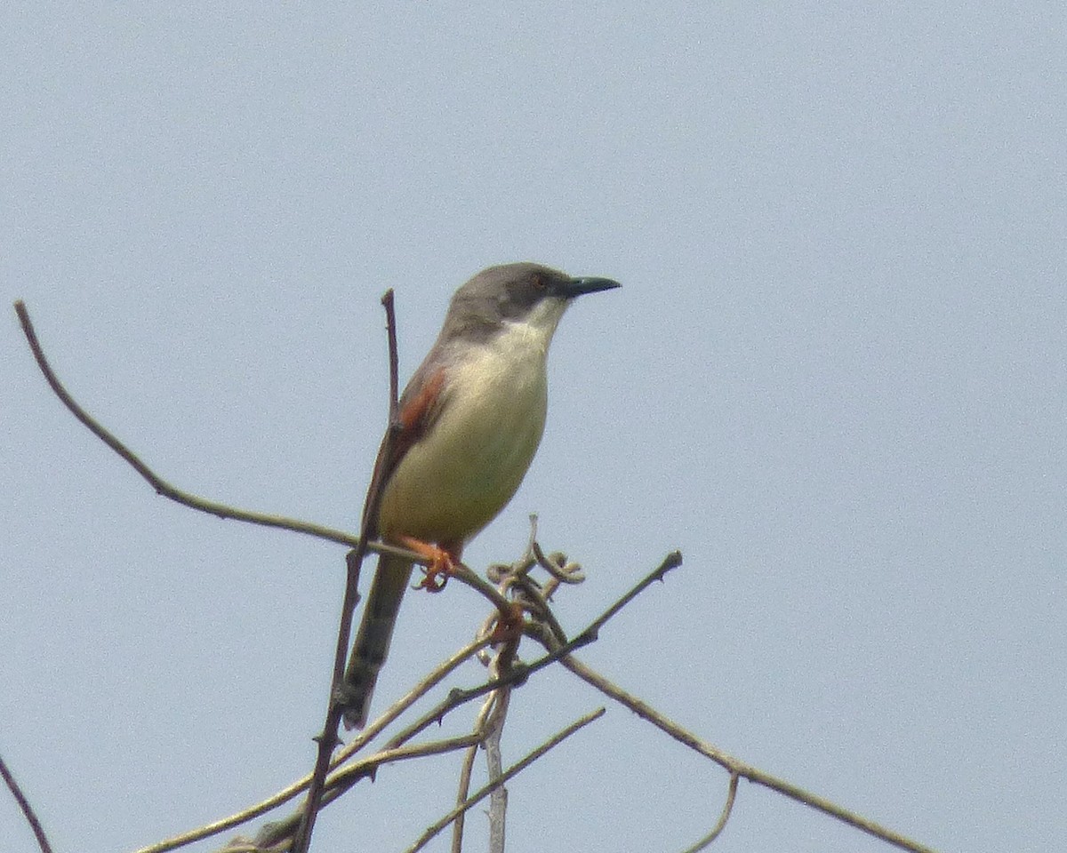 Red-winged Prinia - ML647606578