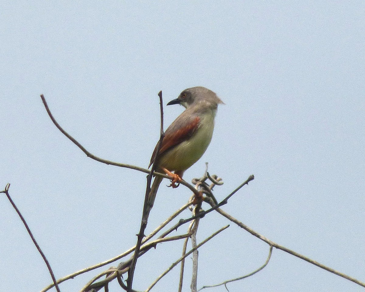 Red-winged Prinia - ML647606580