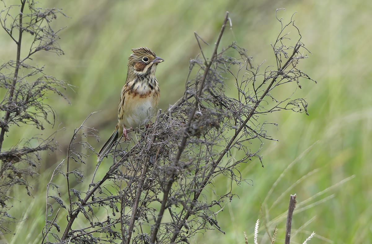 Chestnut-eared Bunting - ML647606581