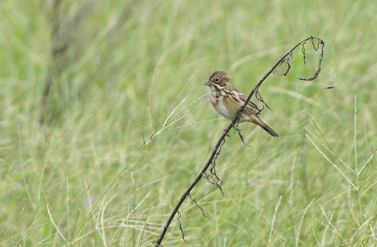 Chestnut-eared Bunting - ML647606582