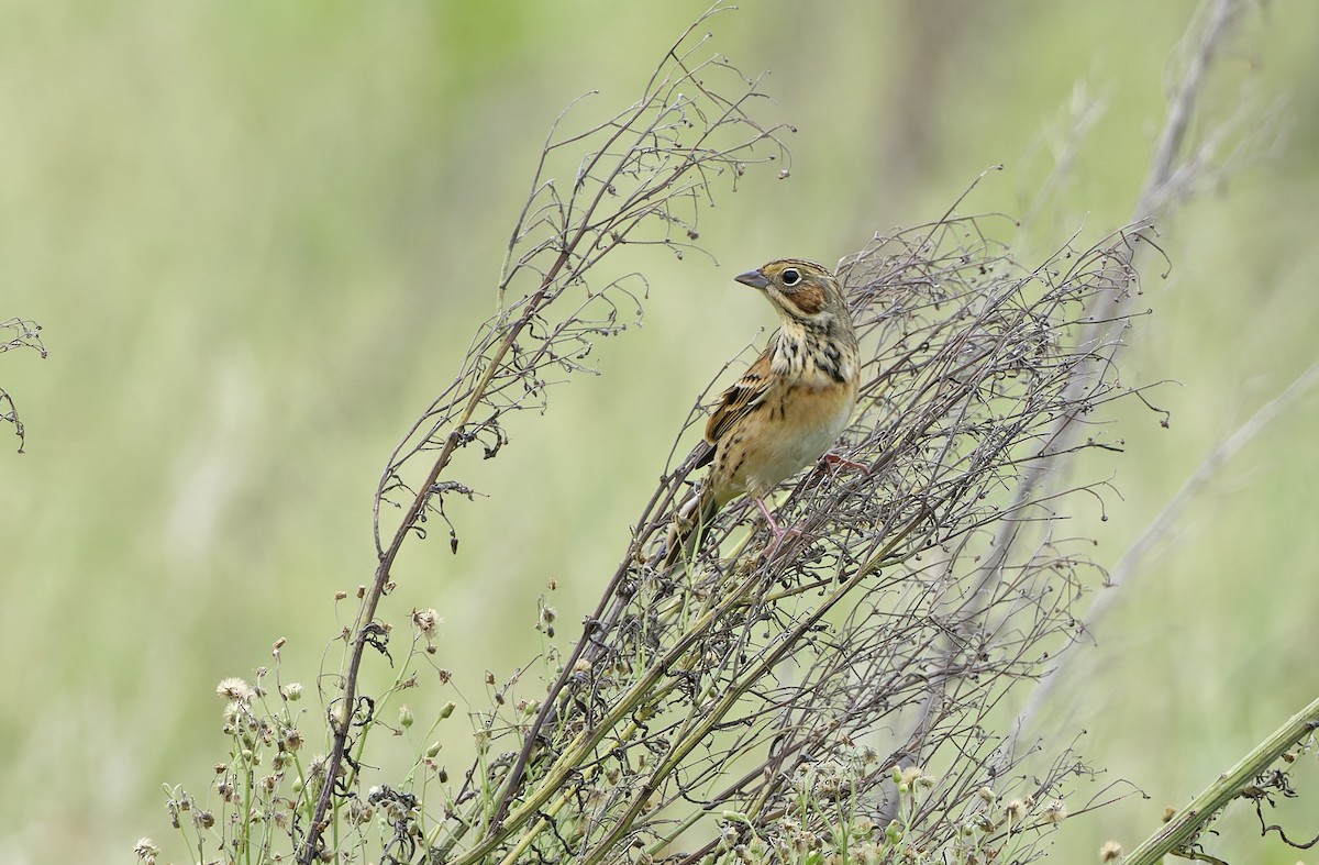 Chestnut-eared Bunting - ML647606583