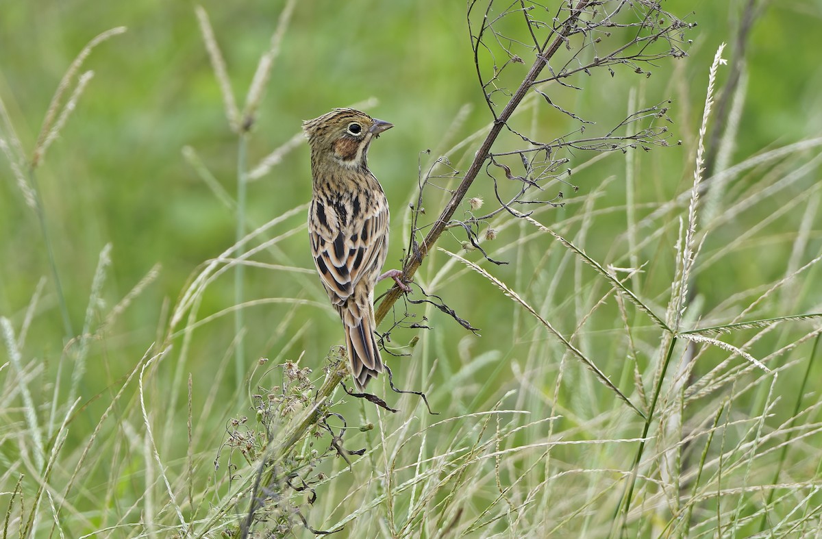 Chestnut-eared Bunting - ML647606584