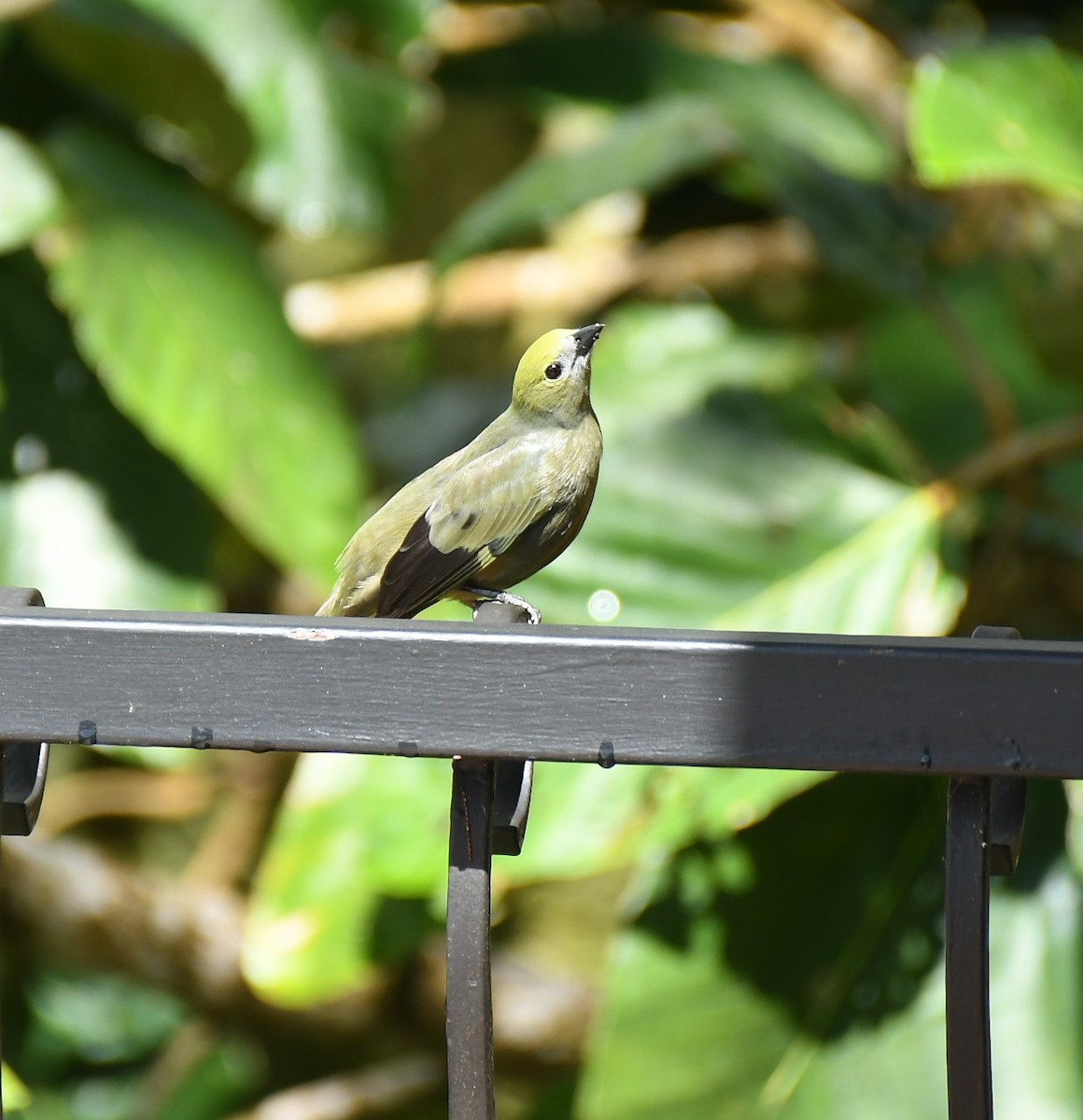 Tangara Palmera - ML647606606