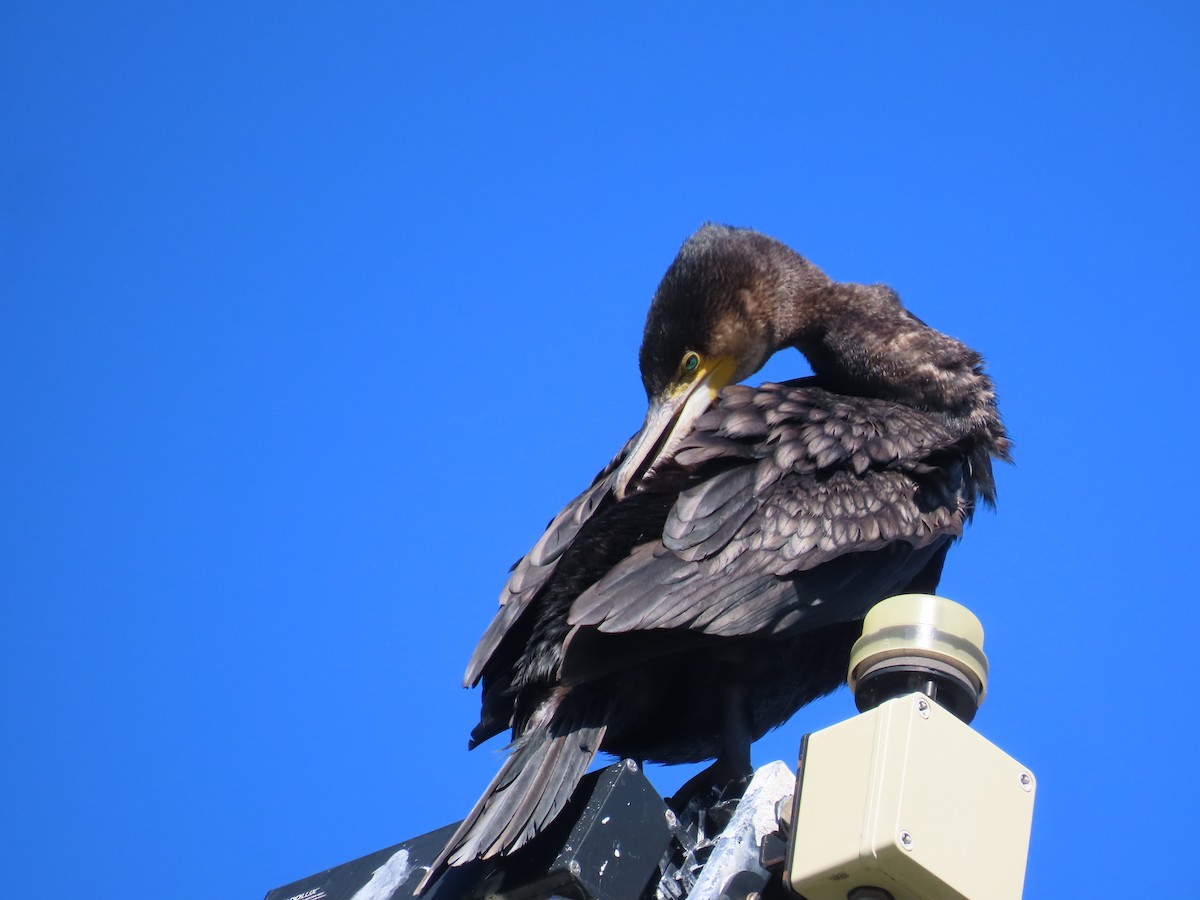 storskarv - ML647606611