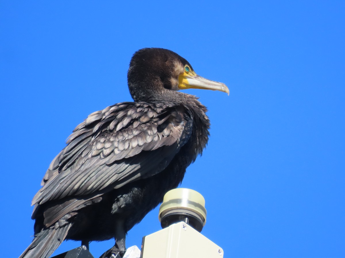 storskarv - ML647606612