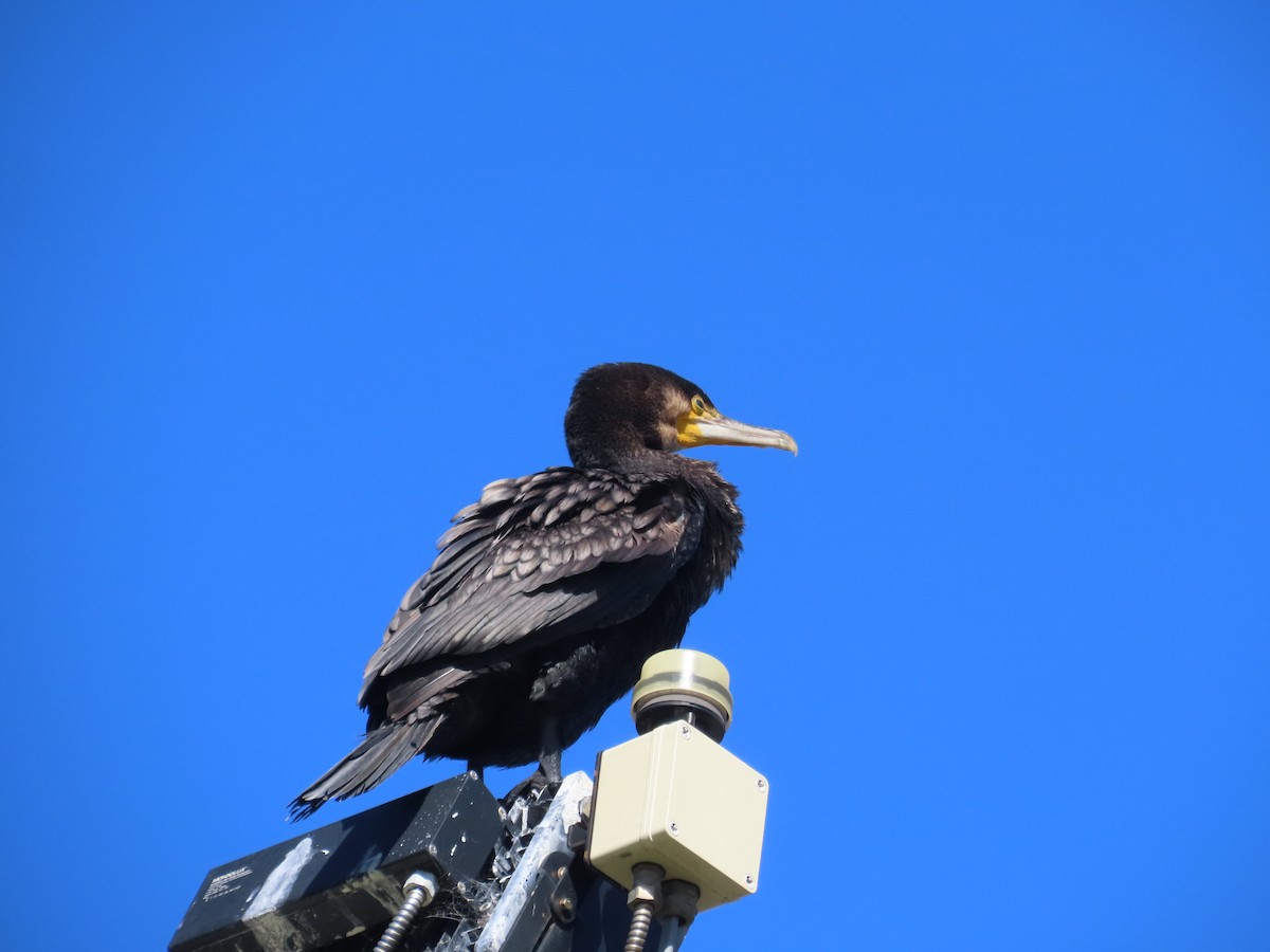 storskarv - ML647606651