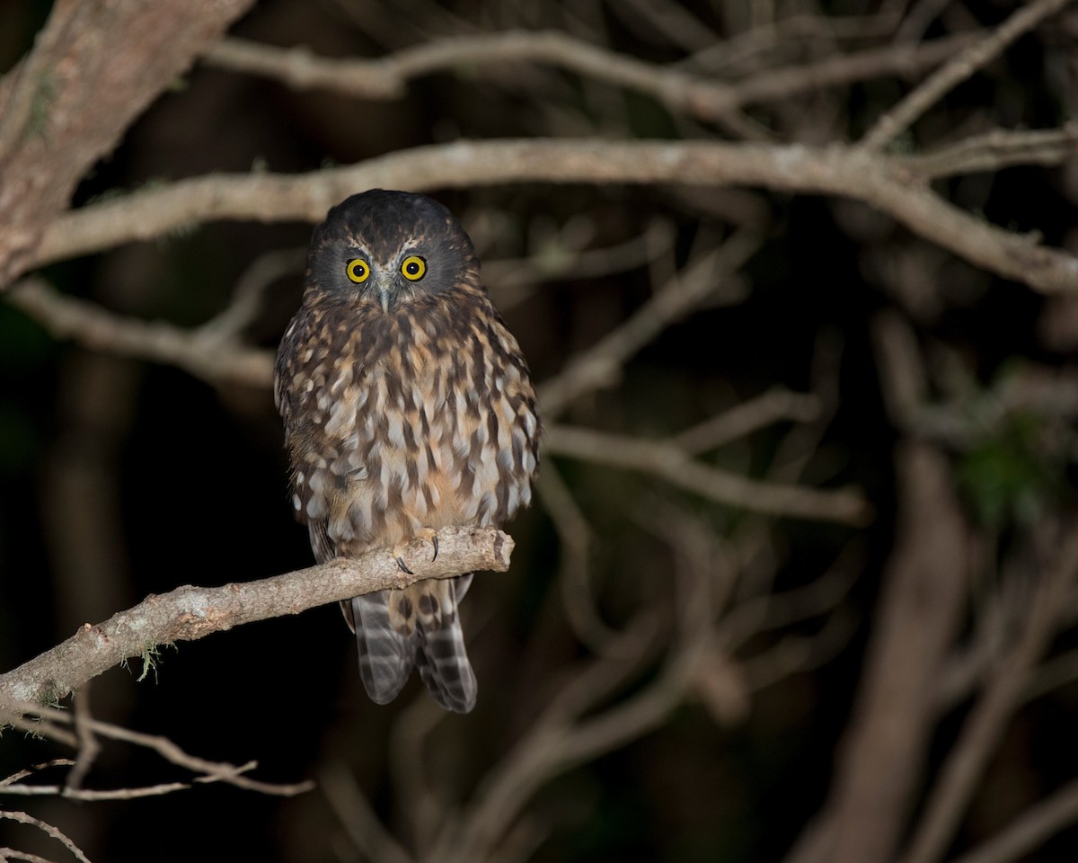 Морепорк - ML647606698