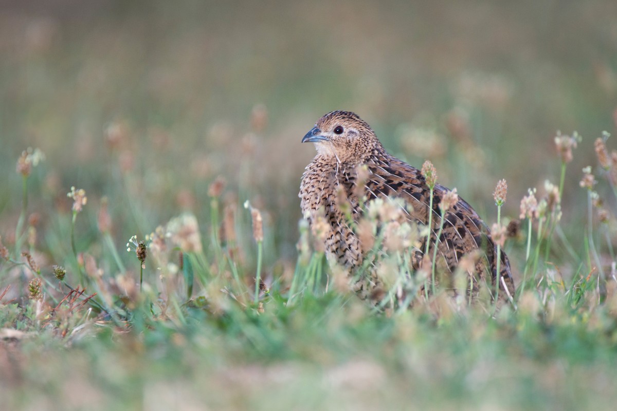 Brown Quail - ML647606705