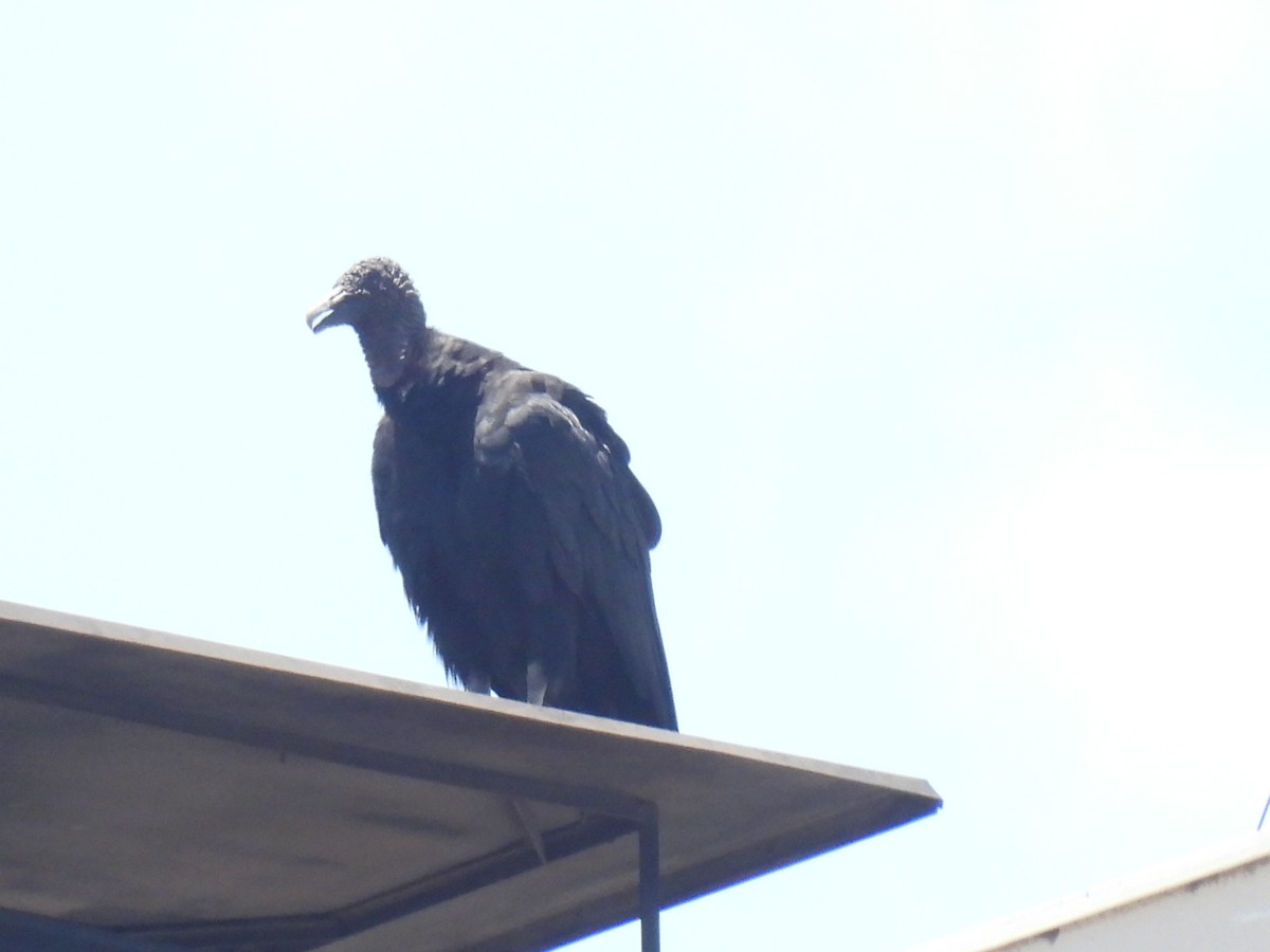 Чёрная катарта - ML647606710