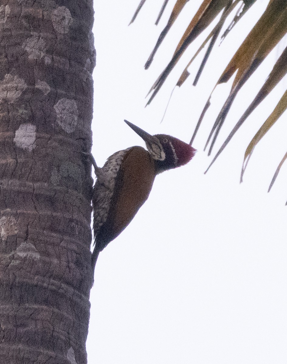 Malabar Flameback - ML647606734
