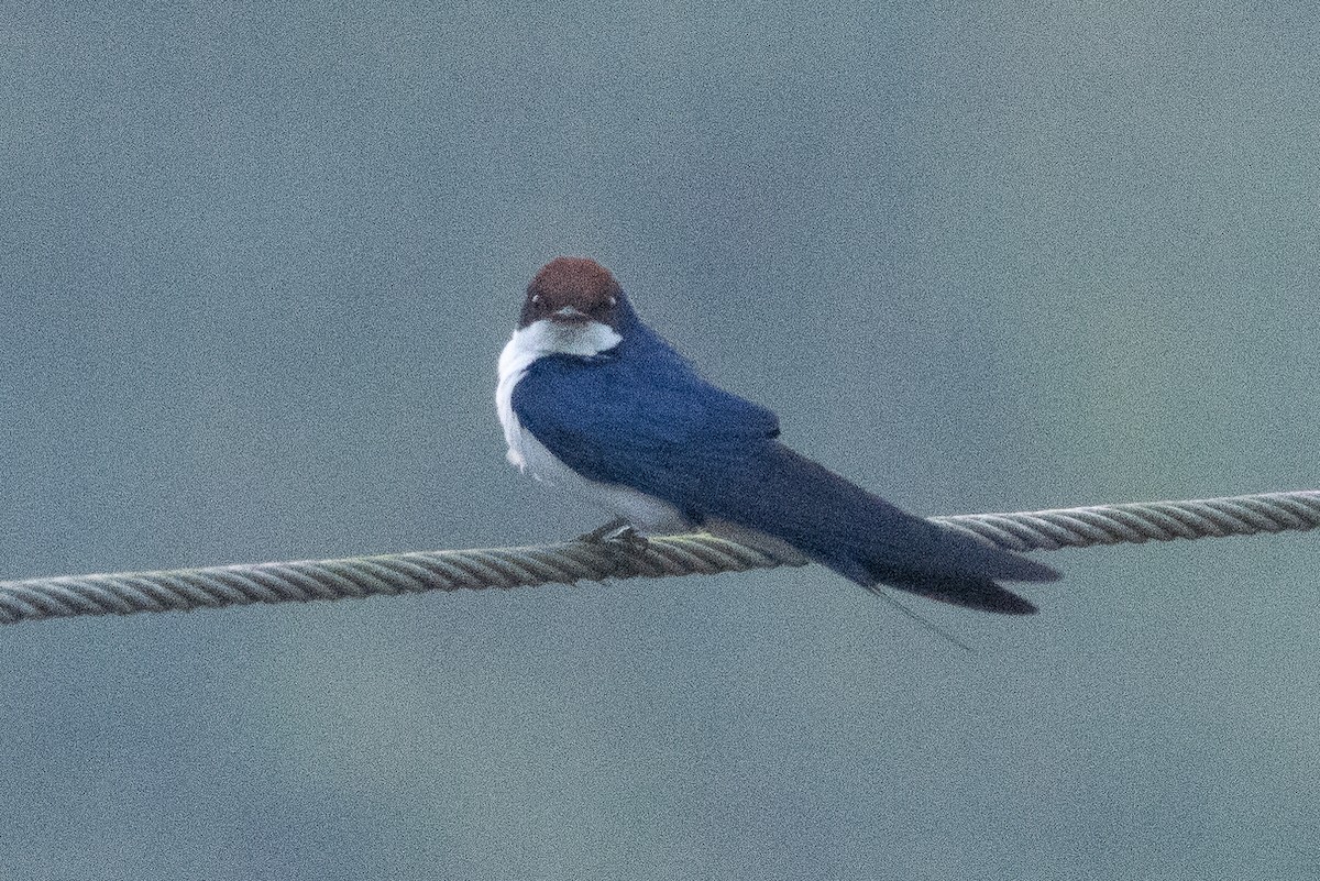 Rotkappenschwalbe - ML647606753