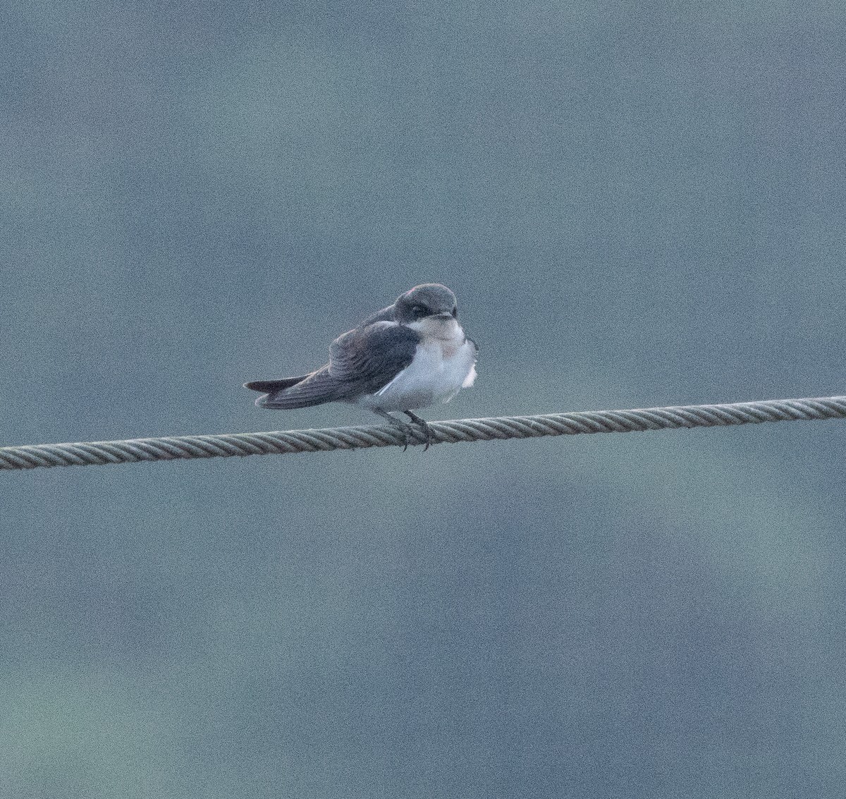 Rotkappenschwalbe - ML647606754