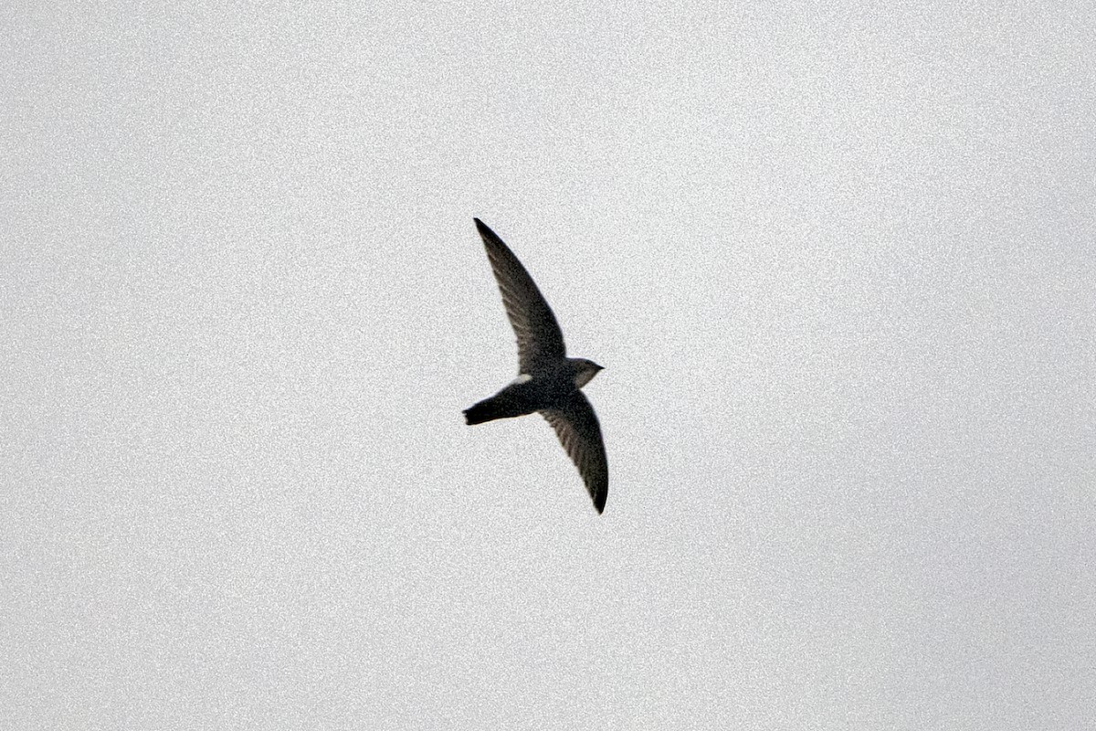 rorýs domácí - ML647606769