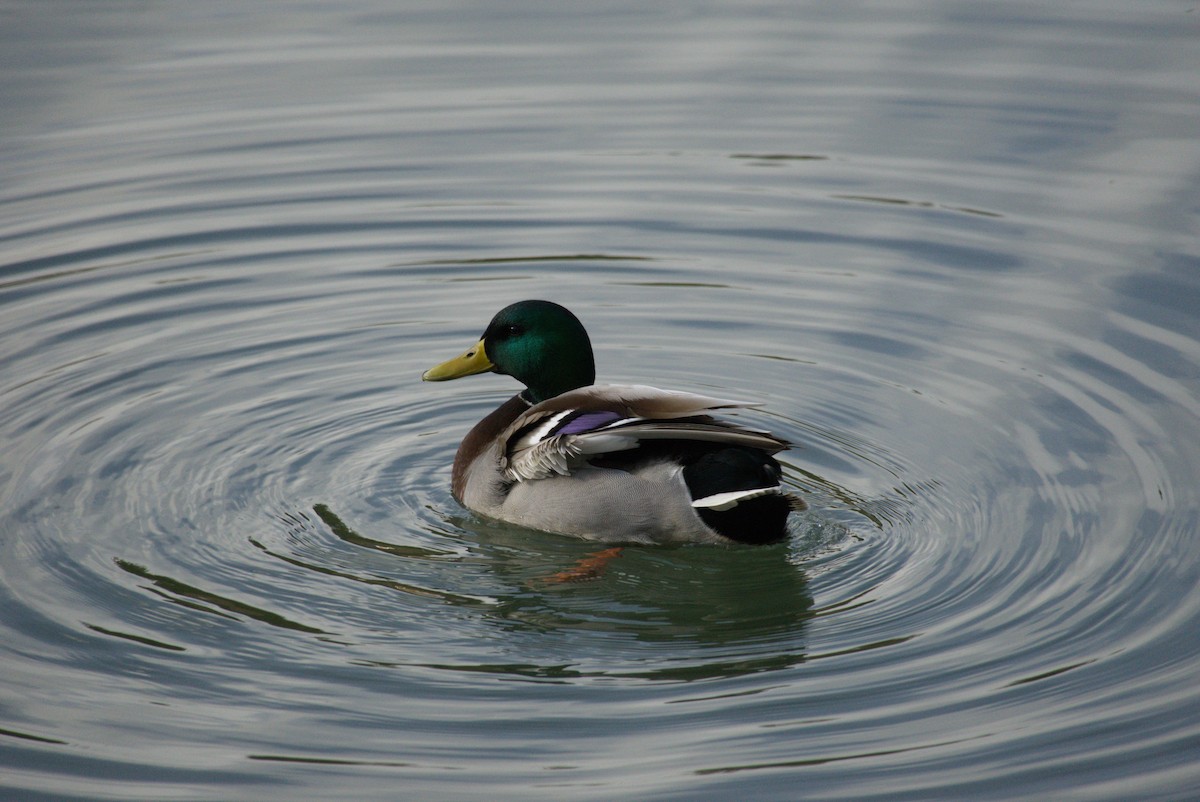 綠頭鴨 - ML647606789