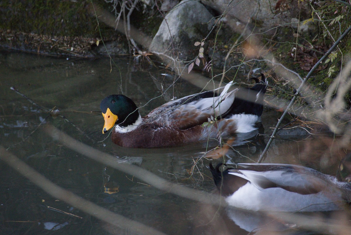 綠頭鴨 - ML647606790