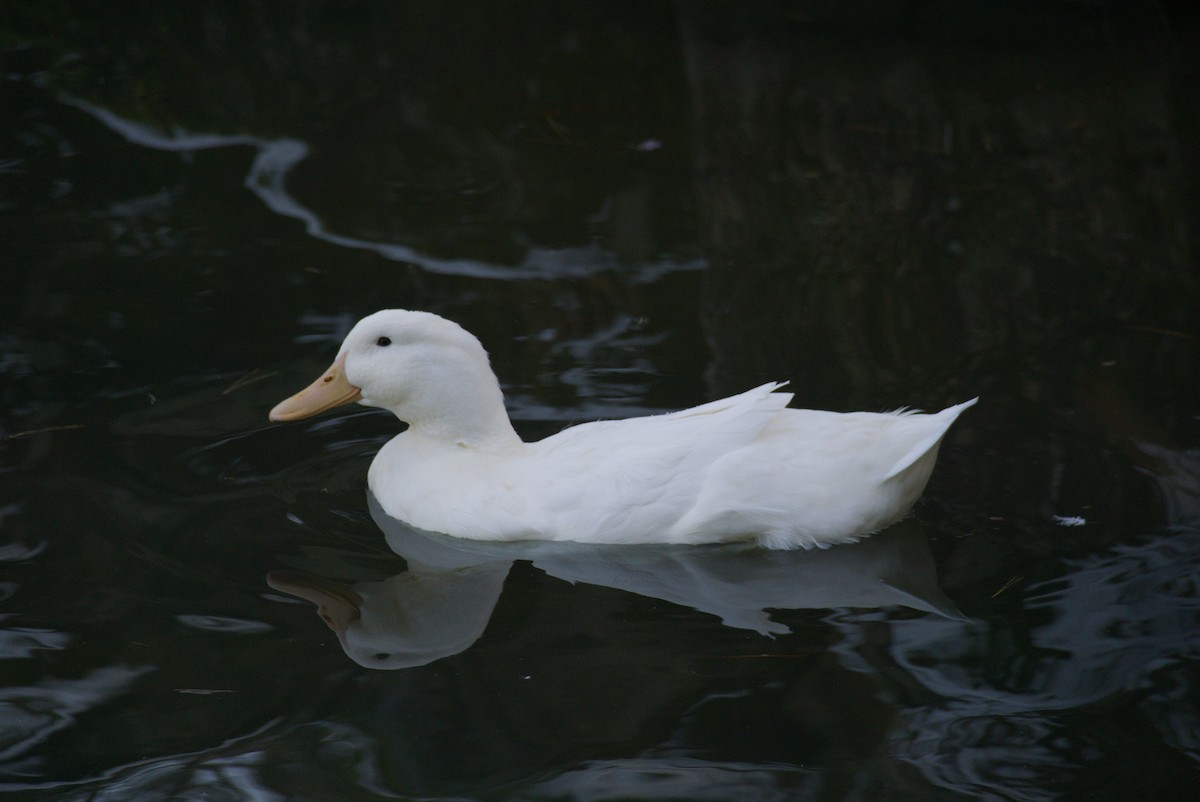 鴨亞科(鴨類) - ML647606804