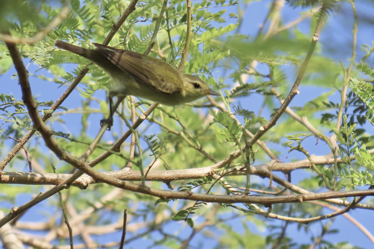 Tennessee Warbler - ML647606807