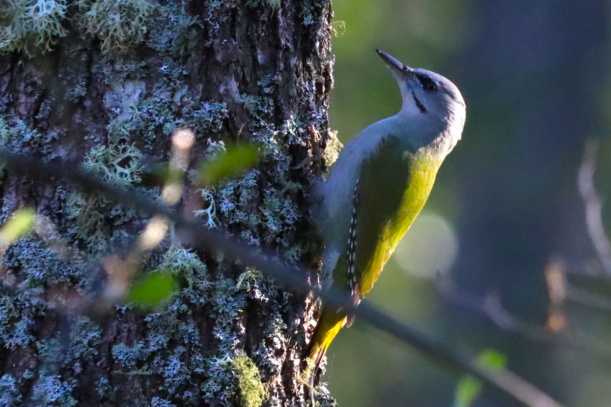 Pic cendré - ML647606813