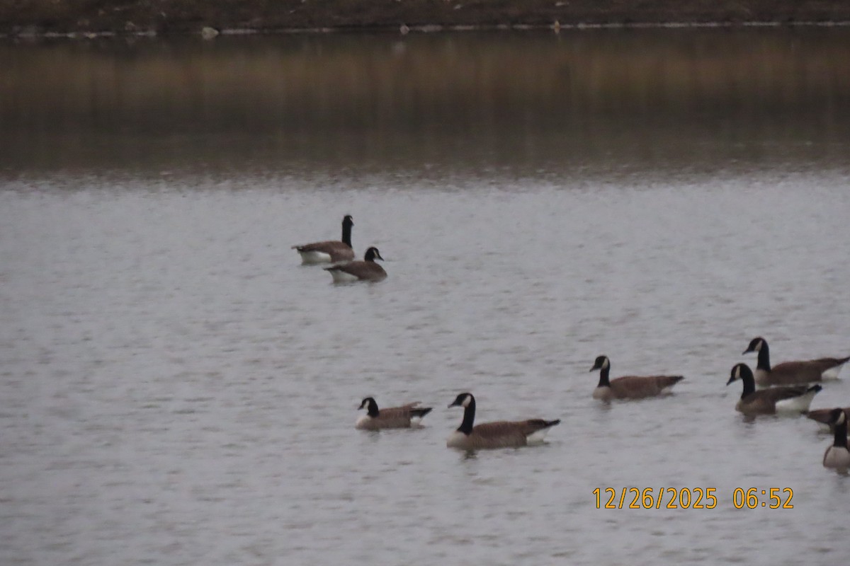 Kanadagans - ML647606835