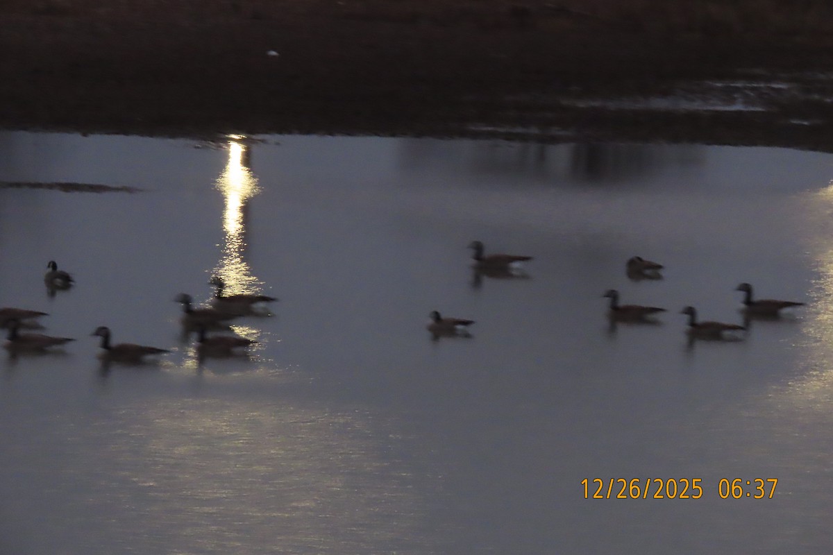 Kanadagans - ML647606836