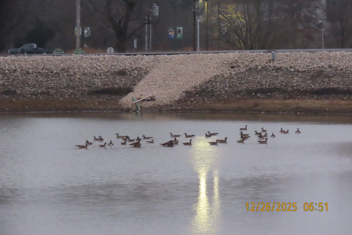 Kanadagans - ML647606837