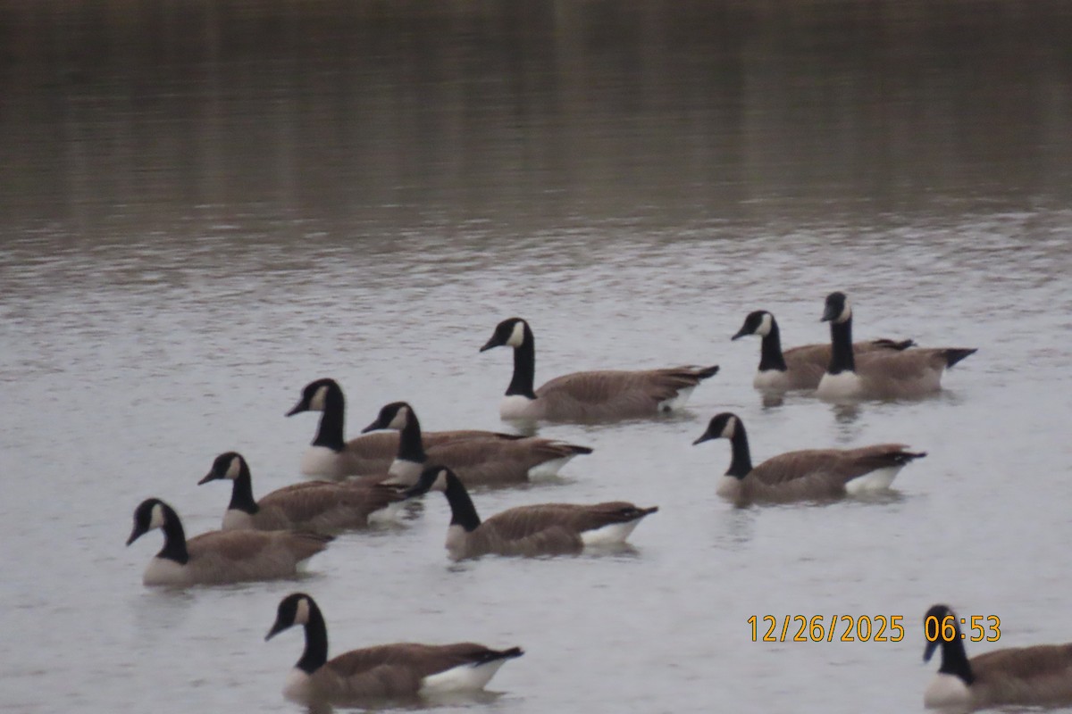 Kanadagans - ML647606838