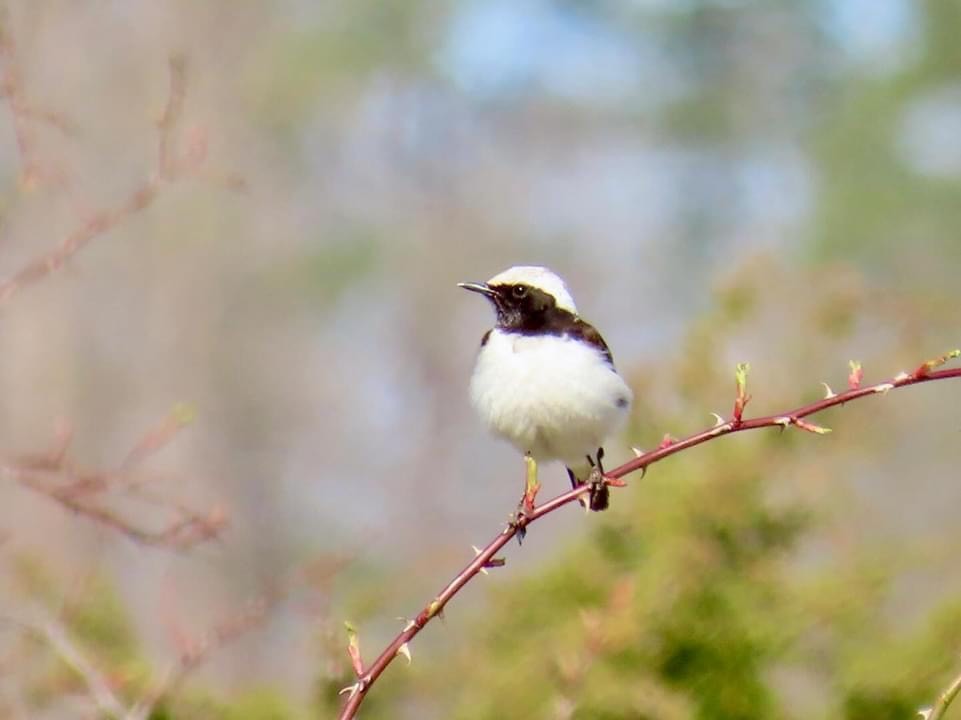 Мяраан чогчиго - ML647606847