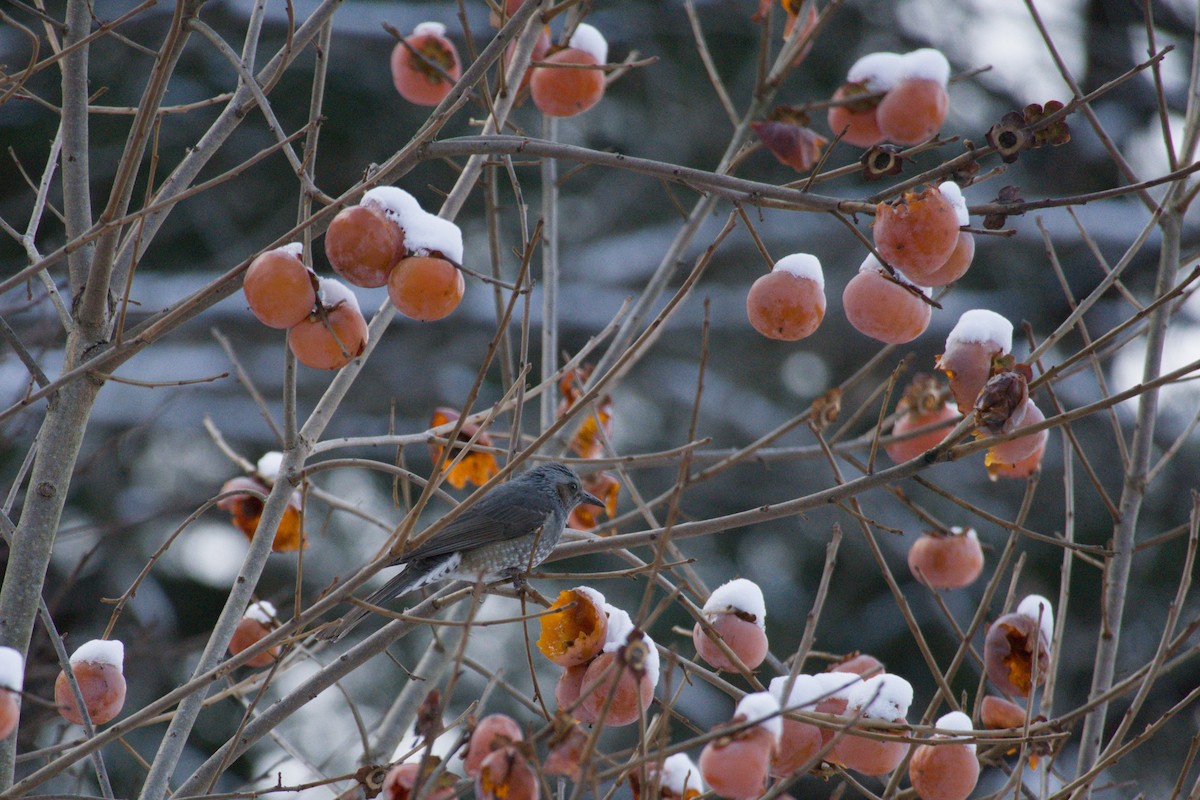 棕耳鵯 - ML647606878