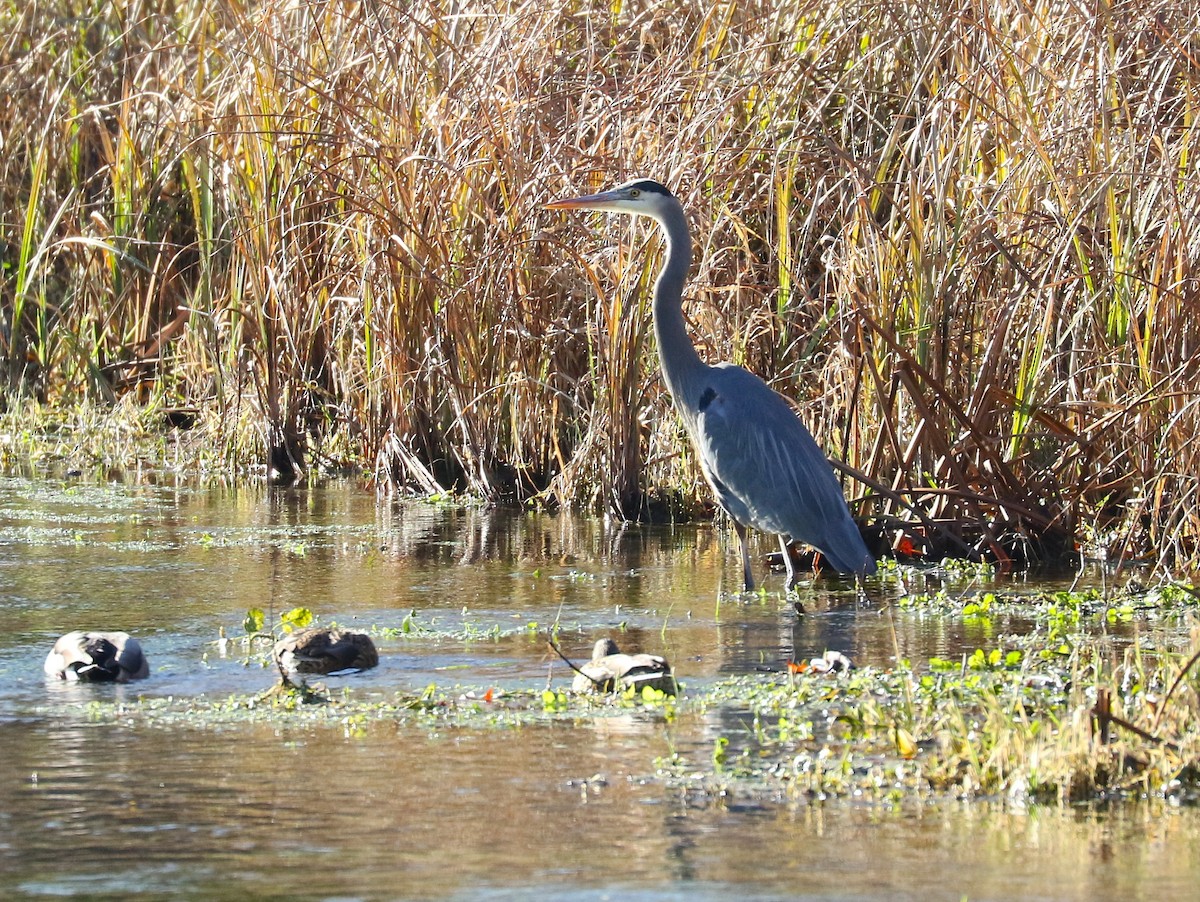 Great Blue Heron (Great Blue) - ML647606900