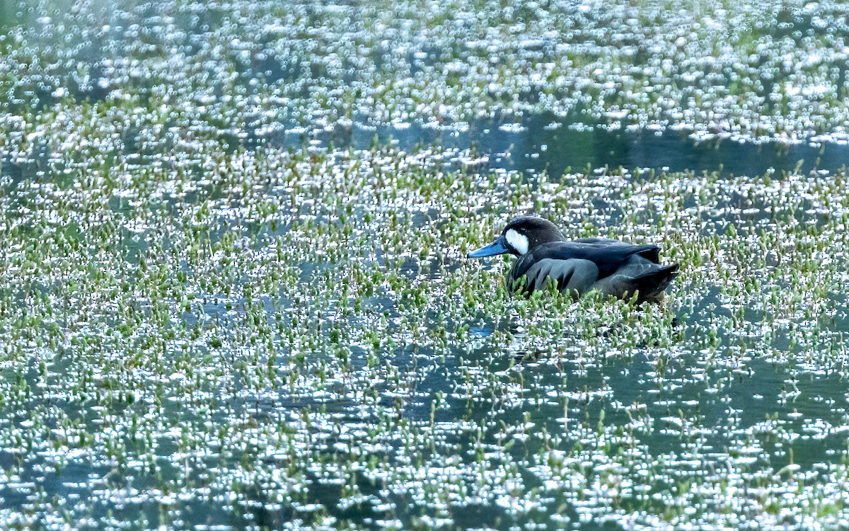 kachna bronzovokřídlá - ML647606912