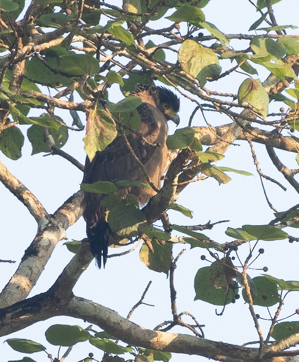 Хохлатый змееяд - ML647606915