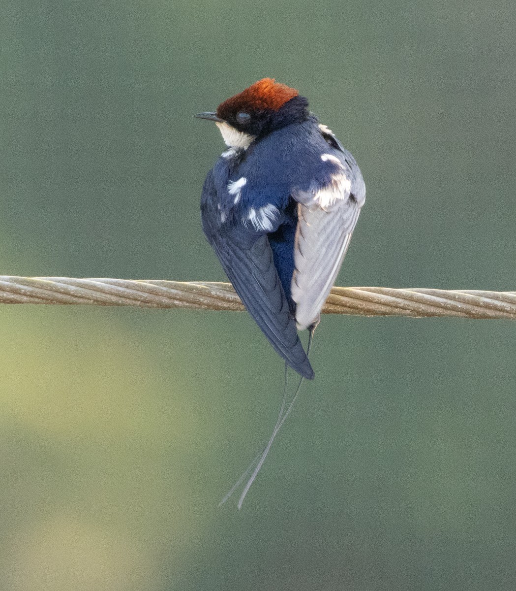 Rotkappenschwalbe - ML647606939