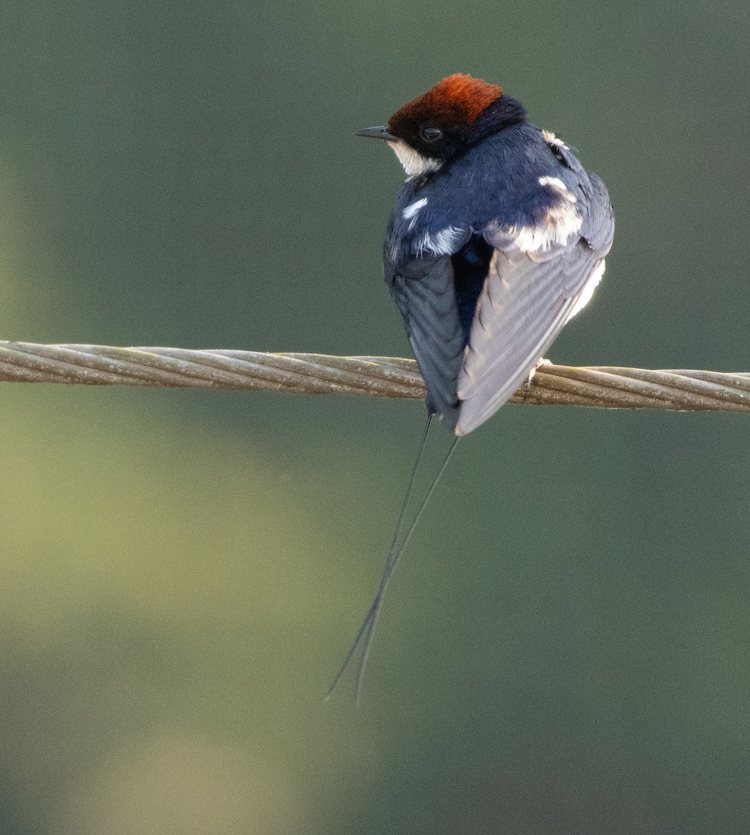 Rotkappenschwalbe - ML647606944