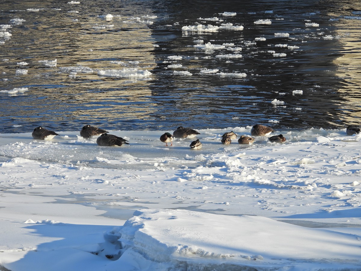 Kanadagans - ML647606962