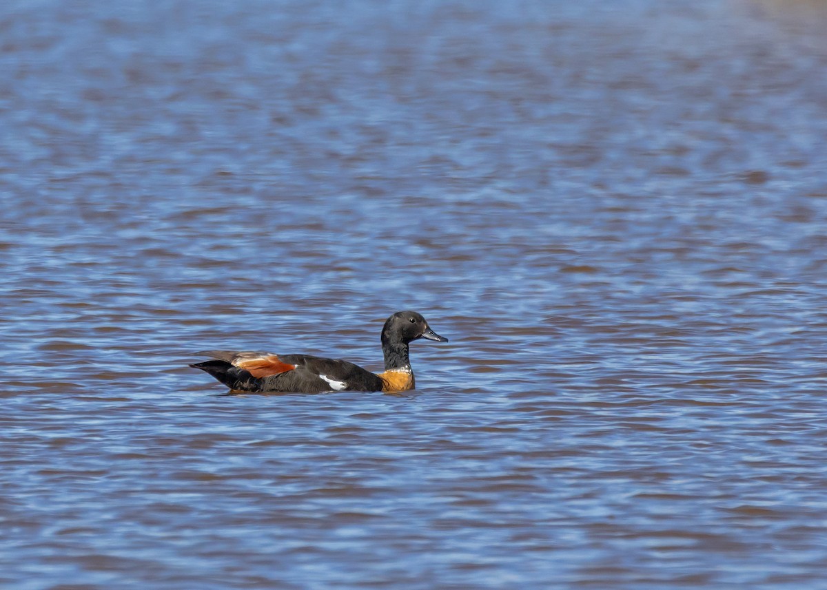 Галагаз австралійський - ML647606996