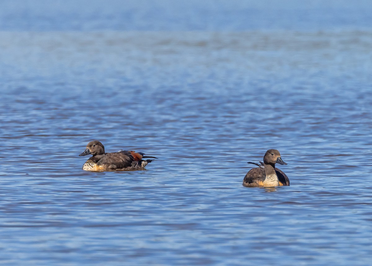 Галагаз австралійський - ML647606997
