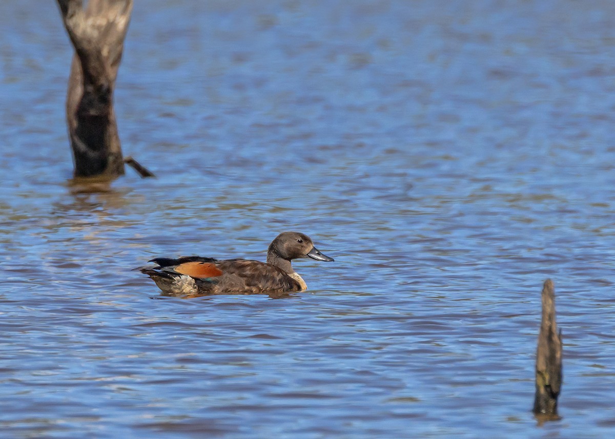 Галагаз австралійський - ML647606998