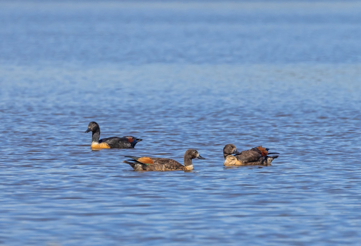 Галагаз австралійський - ML647606999