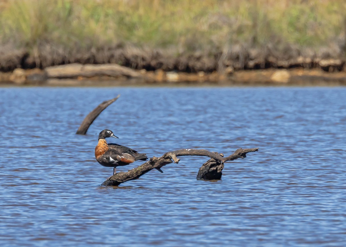 Галагаз австралійський - ML647607000