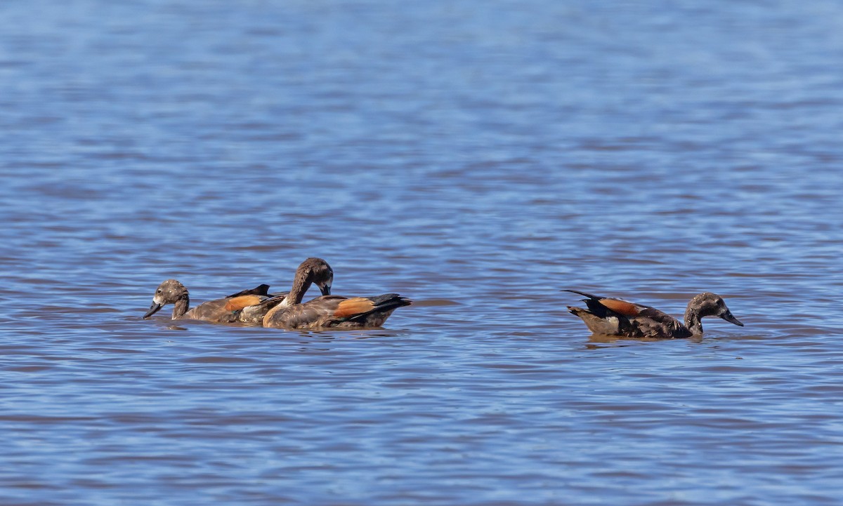 Галагаз австралійський - ML647607001