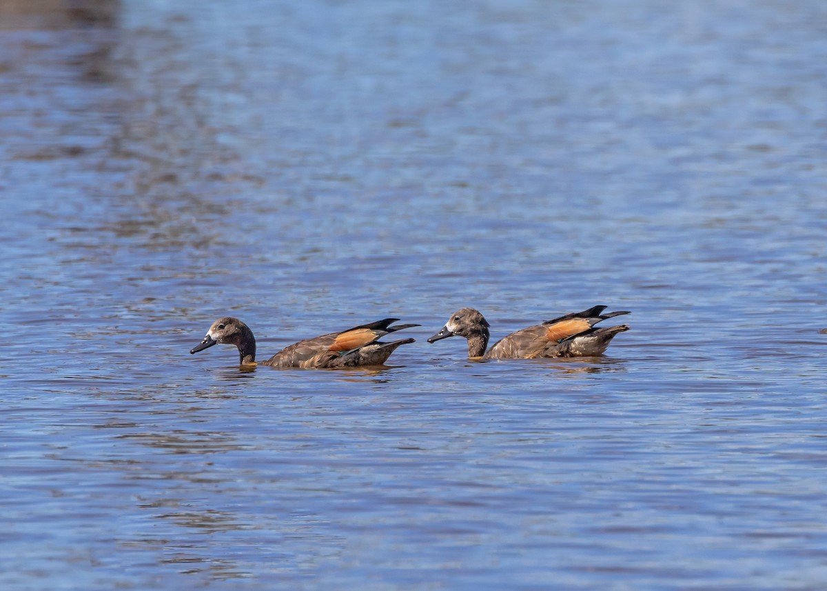 Галагаз австралійський - ML647607002