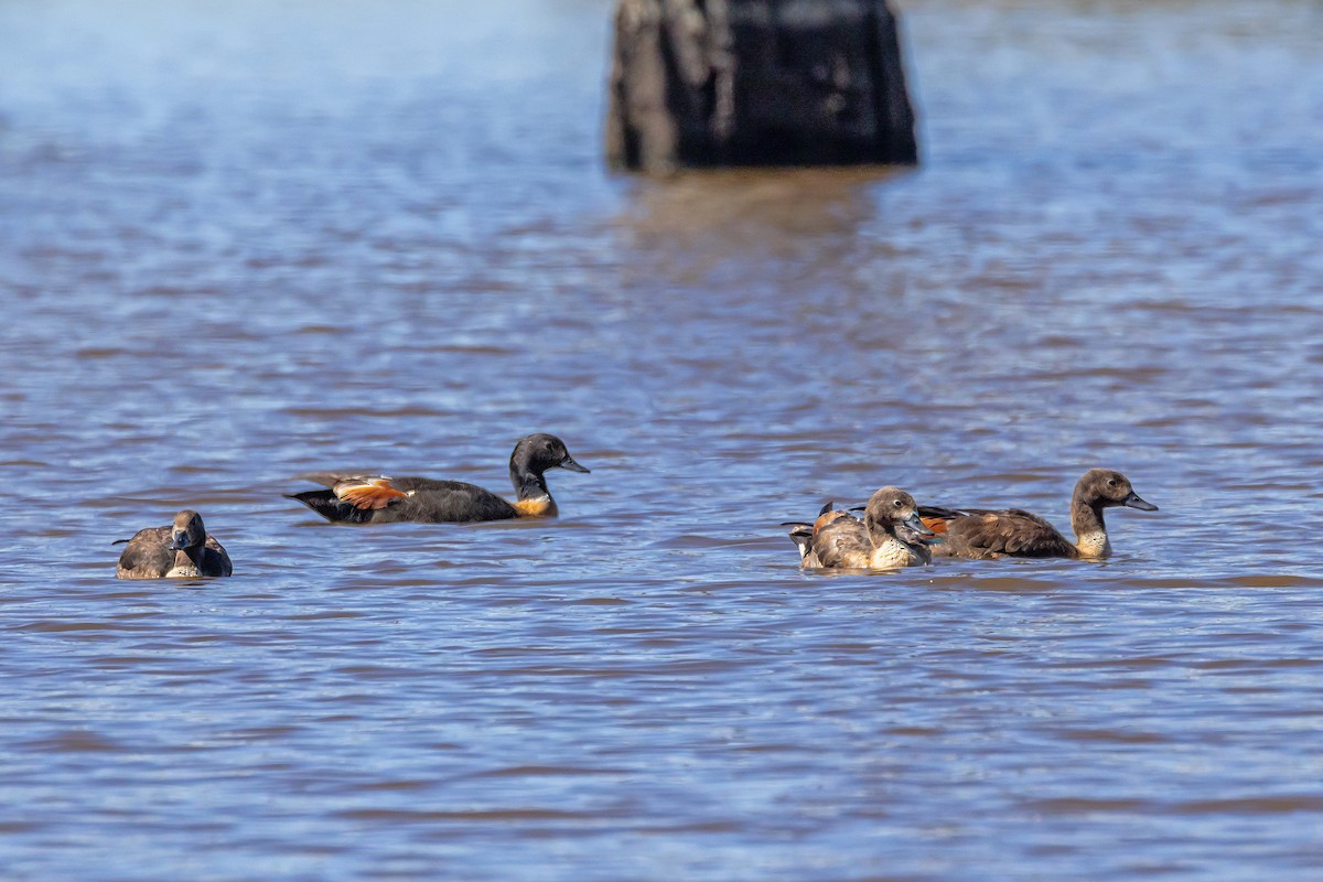 Галагаз австралійський - ML647607003
