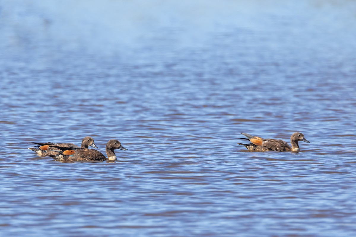 Галагаз австралійський - ML647607004