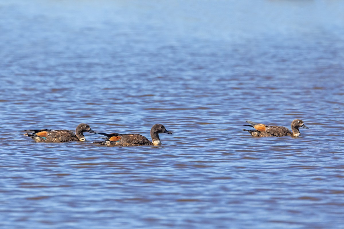 Галагаз австралійський - ML647607006