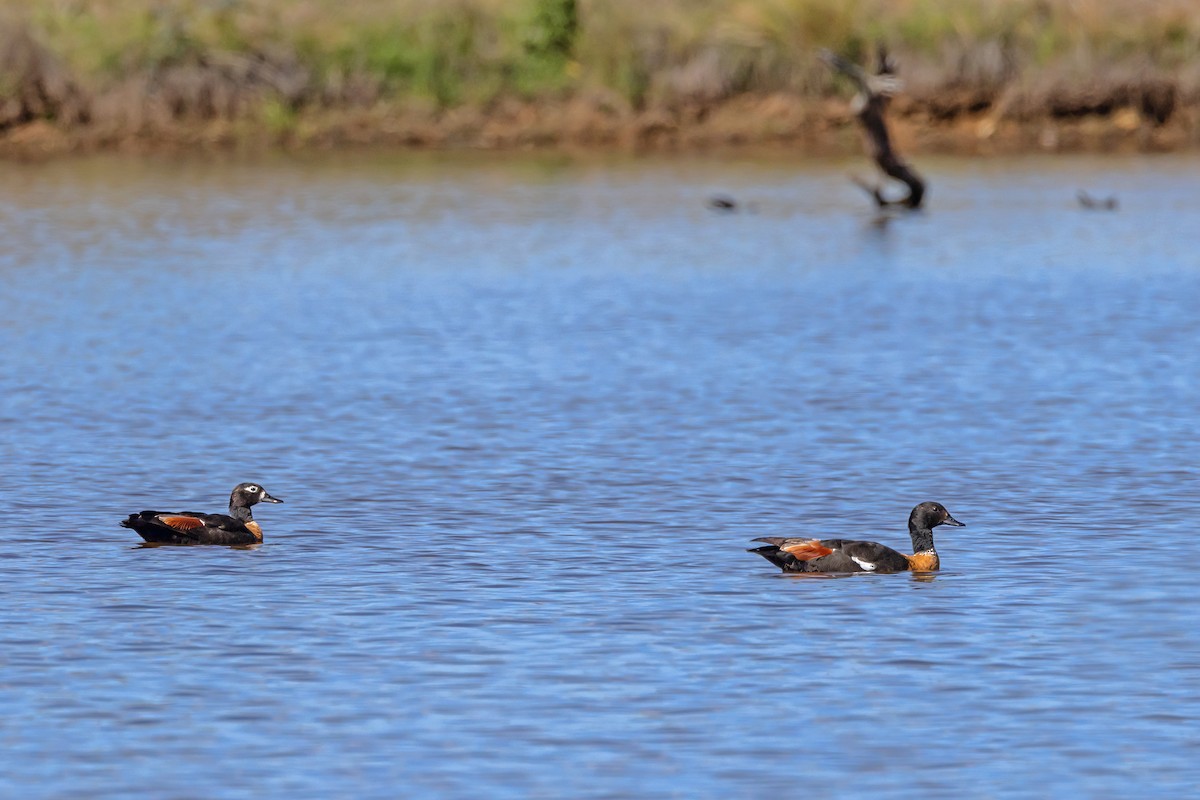 Галагаз австралійський - ML647607007